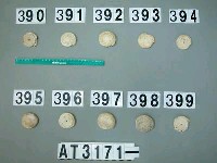 藏品(芋螺貝)的圖片